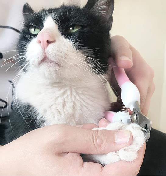 Professional Pet Cat Dog Nail Clipper Cutter Stainless Steel Grooming Clippers Grinders Cats Dog Claw Nail Scissors with Lock