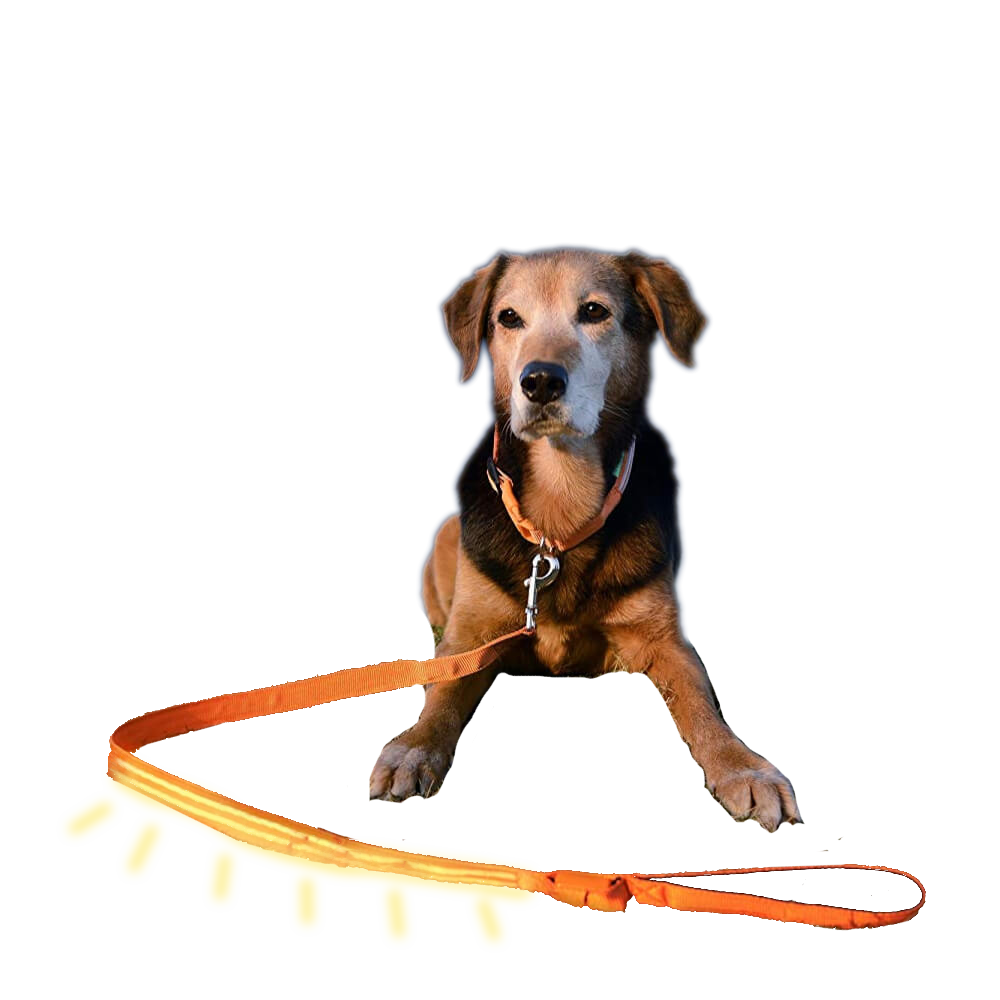 Safety LED Light Up Dog Leash With 3 Flashing Modes, Reflective & USB Rechargeable