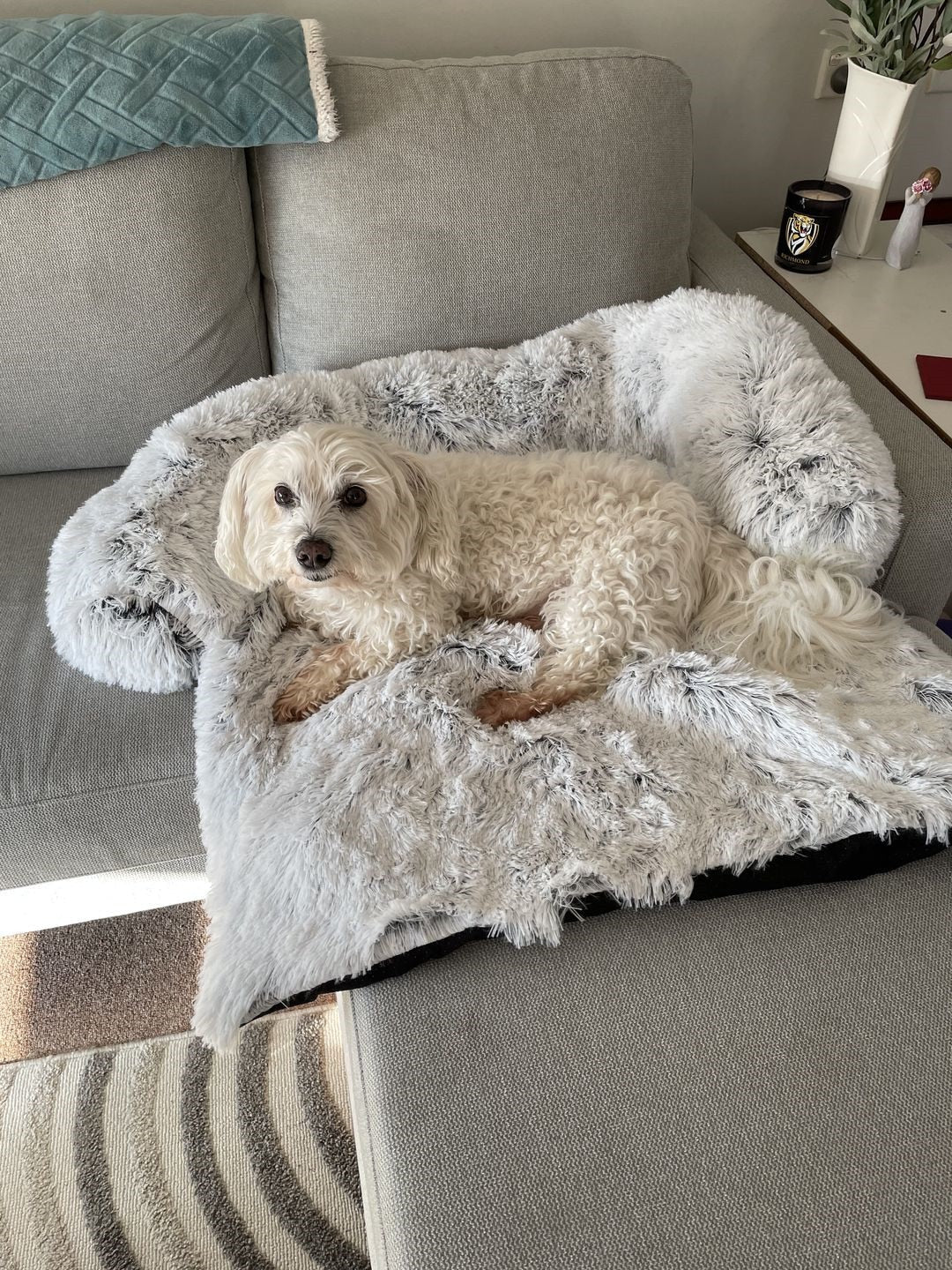Fami Petcare PupCouch