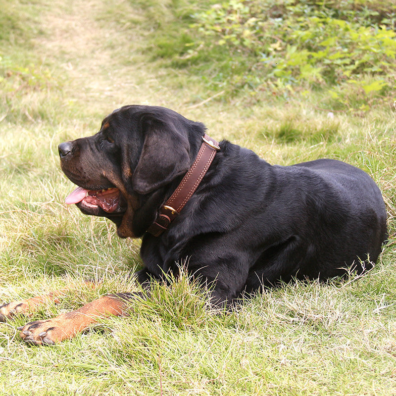 Fami Petcare Genuine Leather Collar