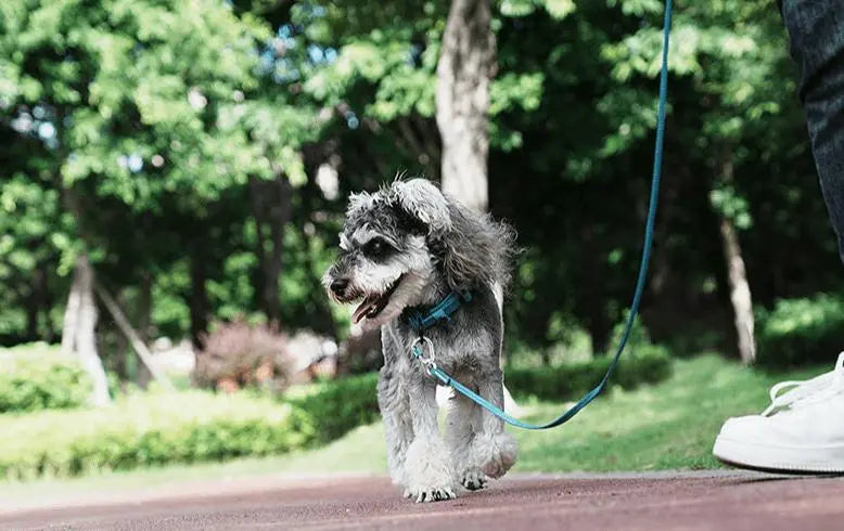 Reflective Slip Leash for Dogs – Ultra-Lightweight, Durable Nylon with 3M Reflective Strip & Aluminum Carabiner
