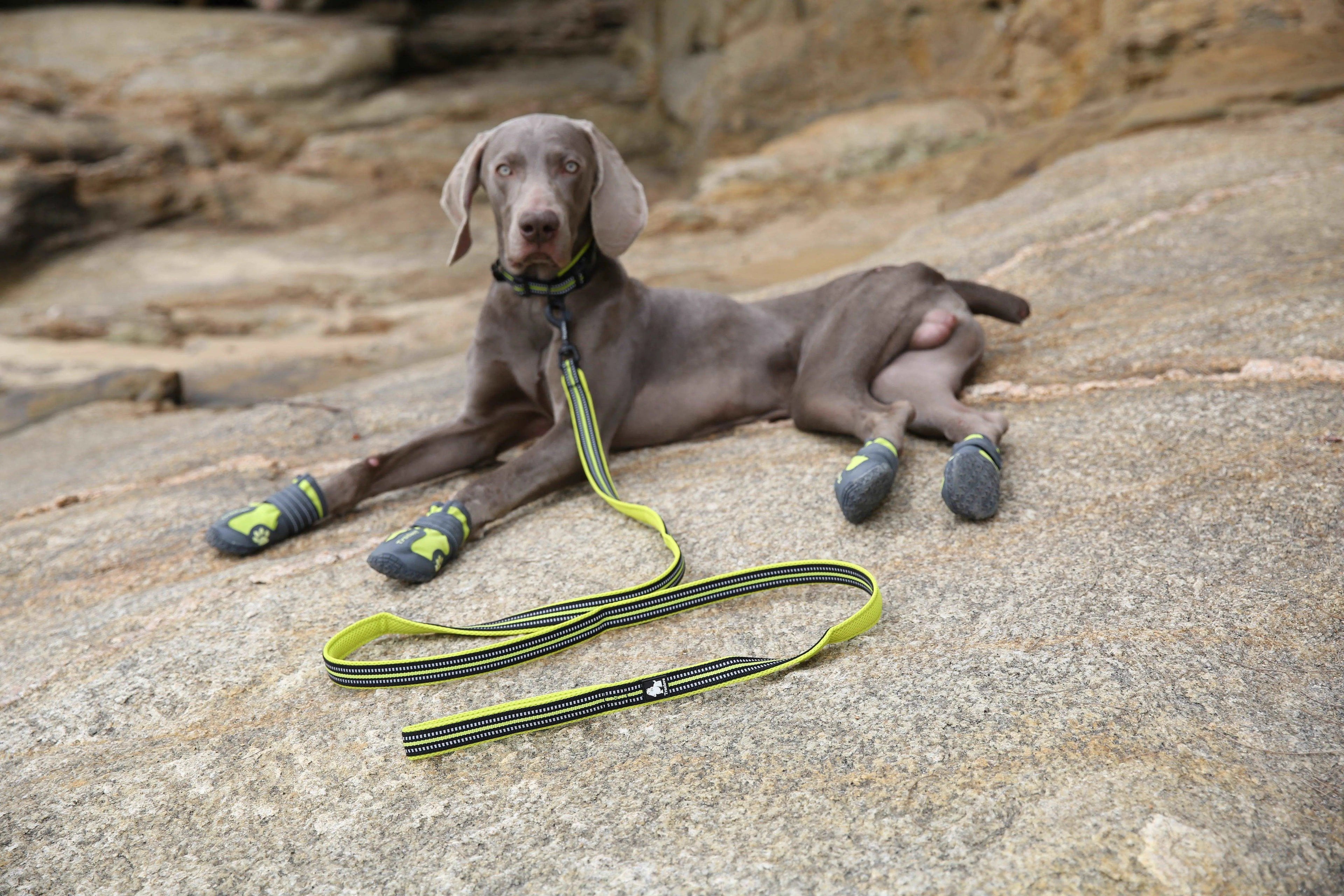 Reflective Mesh Padded Rope Dog Leash – Durable, Comfortable, and Stylish