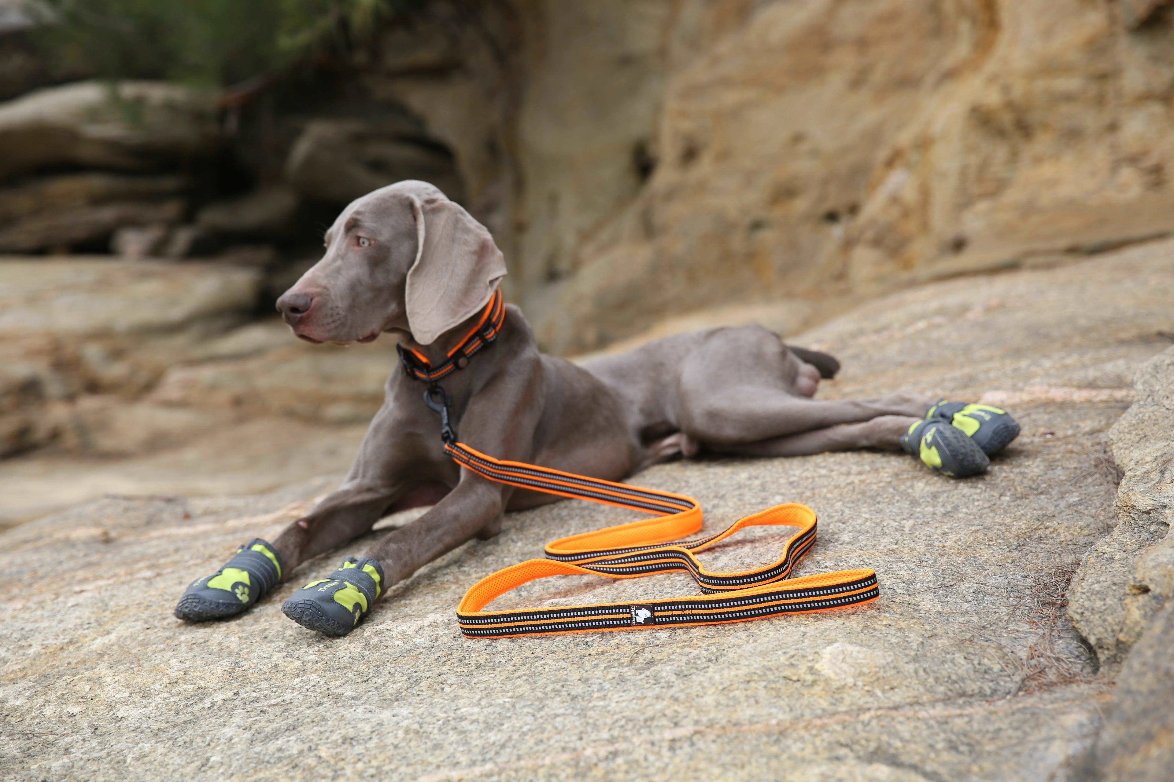 Reflective Mesh Padded Rope Dog Leash – Durable, Comfortable, and Stylish