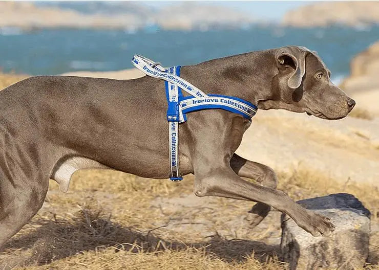 Padded Dog Harness | Comfortable, Reflective, and Secure