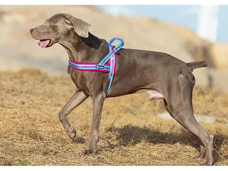 Padded Dog Harness | Comfortable, Reflective, and Secure