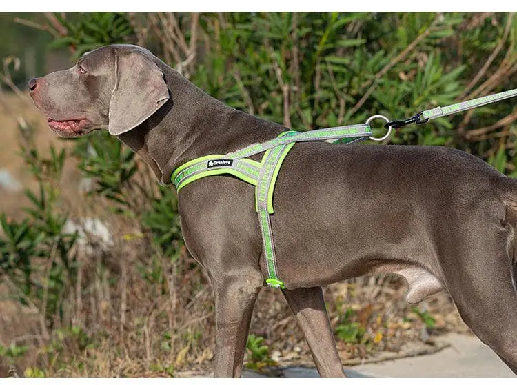 Padded Dog Harness | Comfortable, Reflective, and Secure