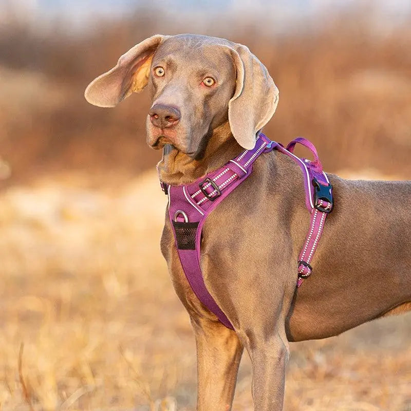 No Pull Dog Harness | Comfortable, Durable, and Secure