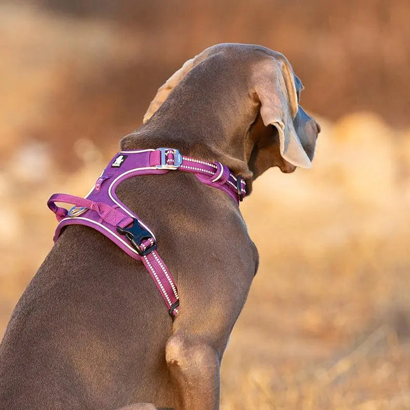 No Pull Dog Harness | Comfortable, Durable, and Secure
