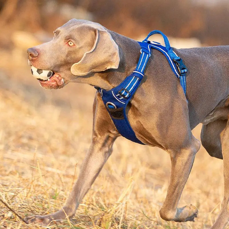 No Pull Dog Harness | Comfortable, Durable, and Secure