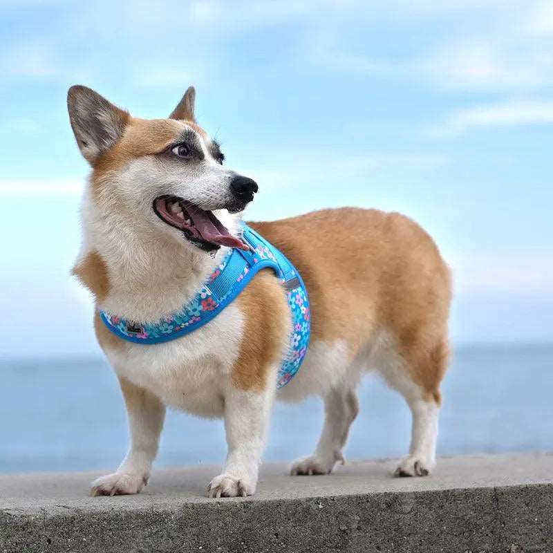 Lightweight Printed Designer Dog Harness