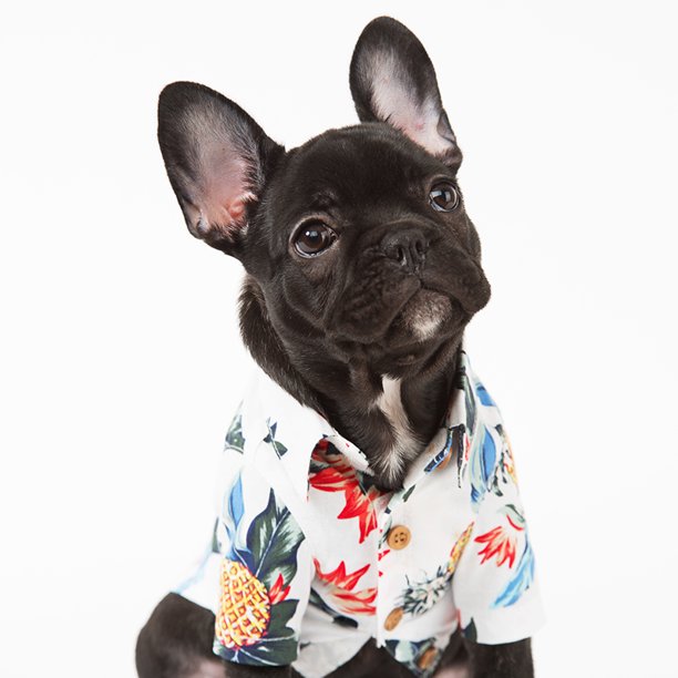 Fami Petcare Tropical Shirts