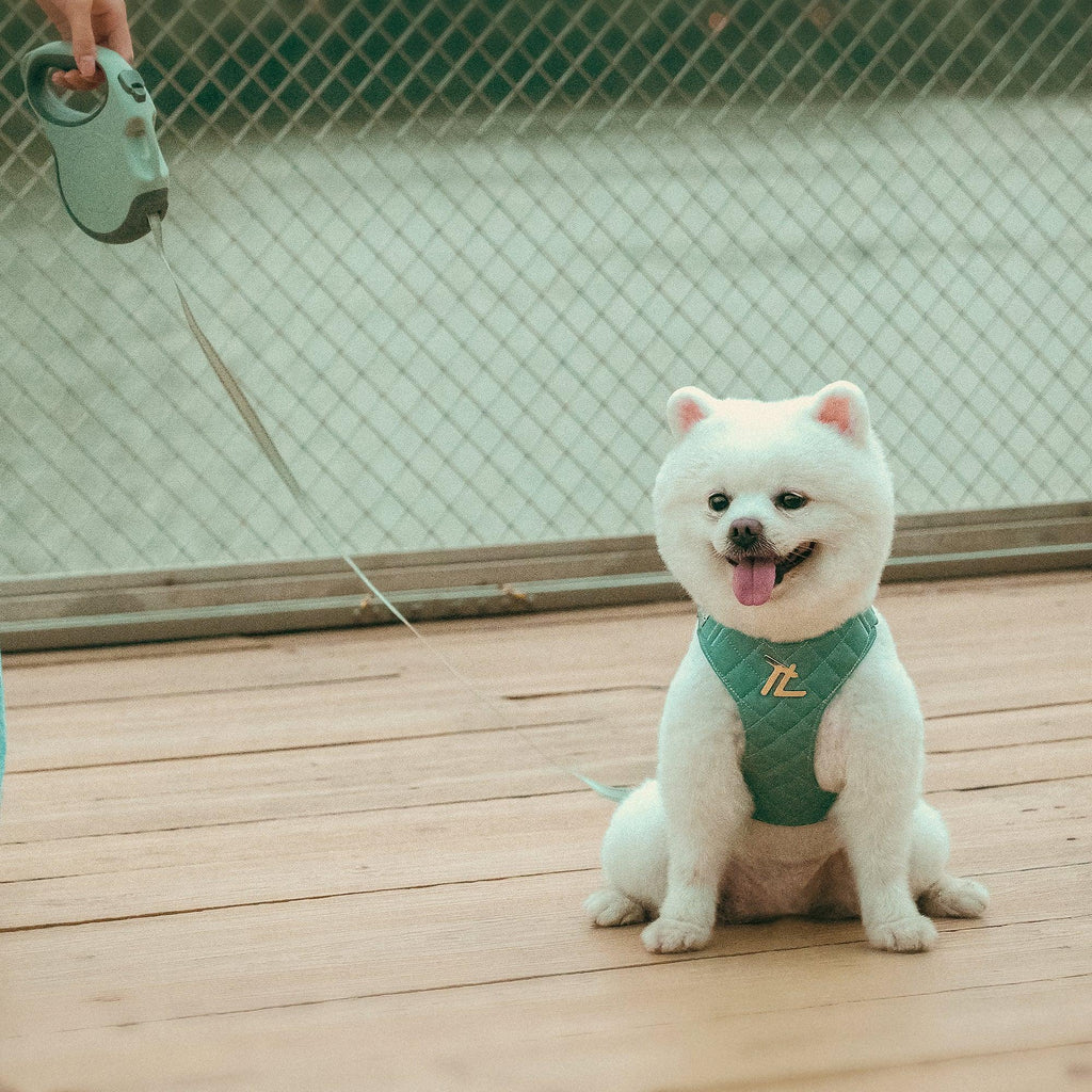 Retractable Dog Leash | Hands-Free Convenience & Tangle-Free Design