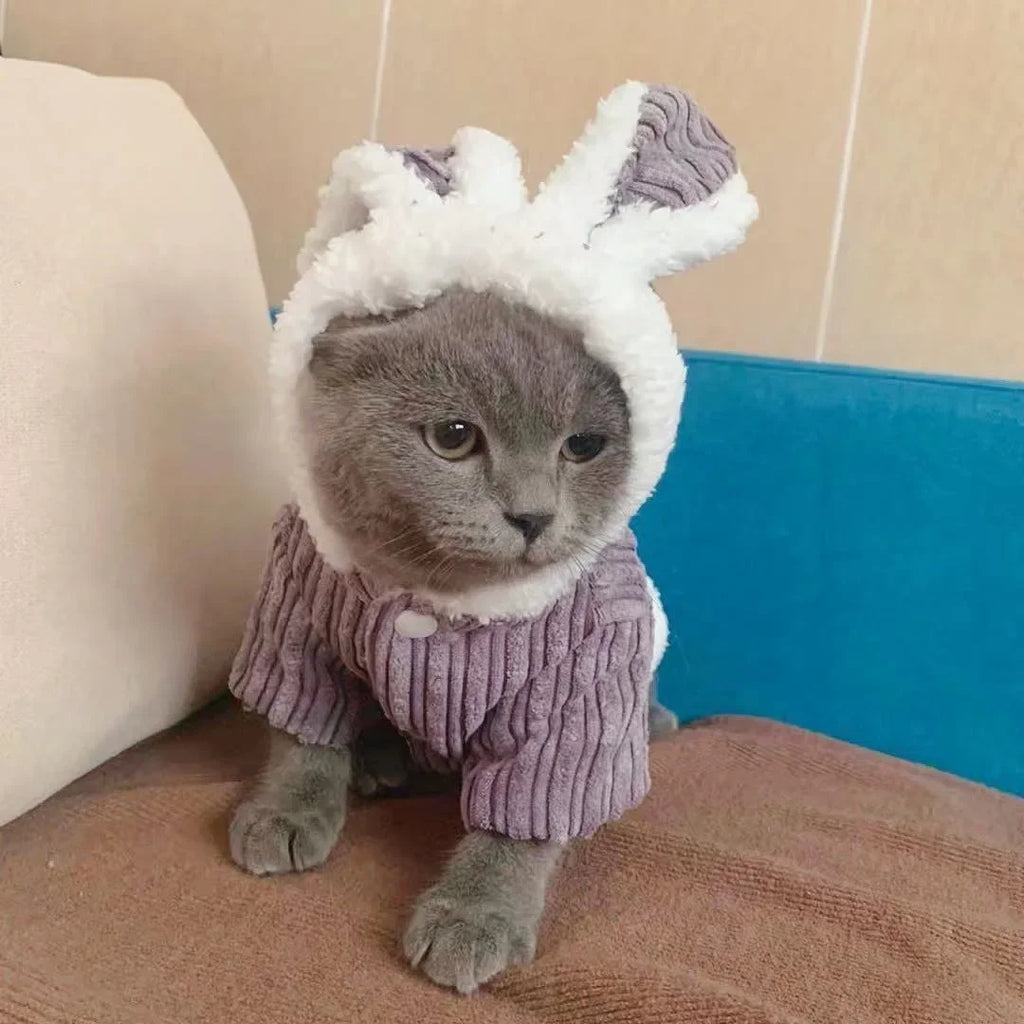 Warm Winter Clothes for Kittens