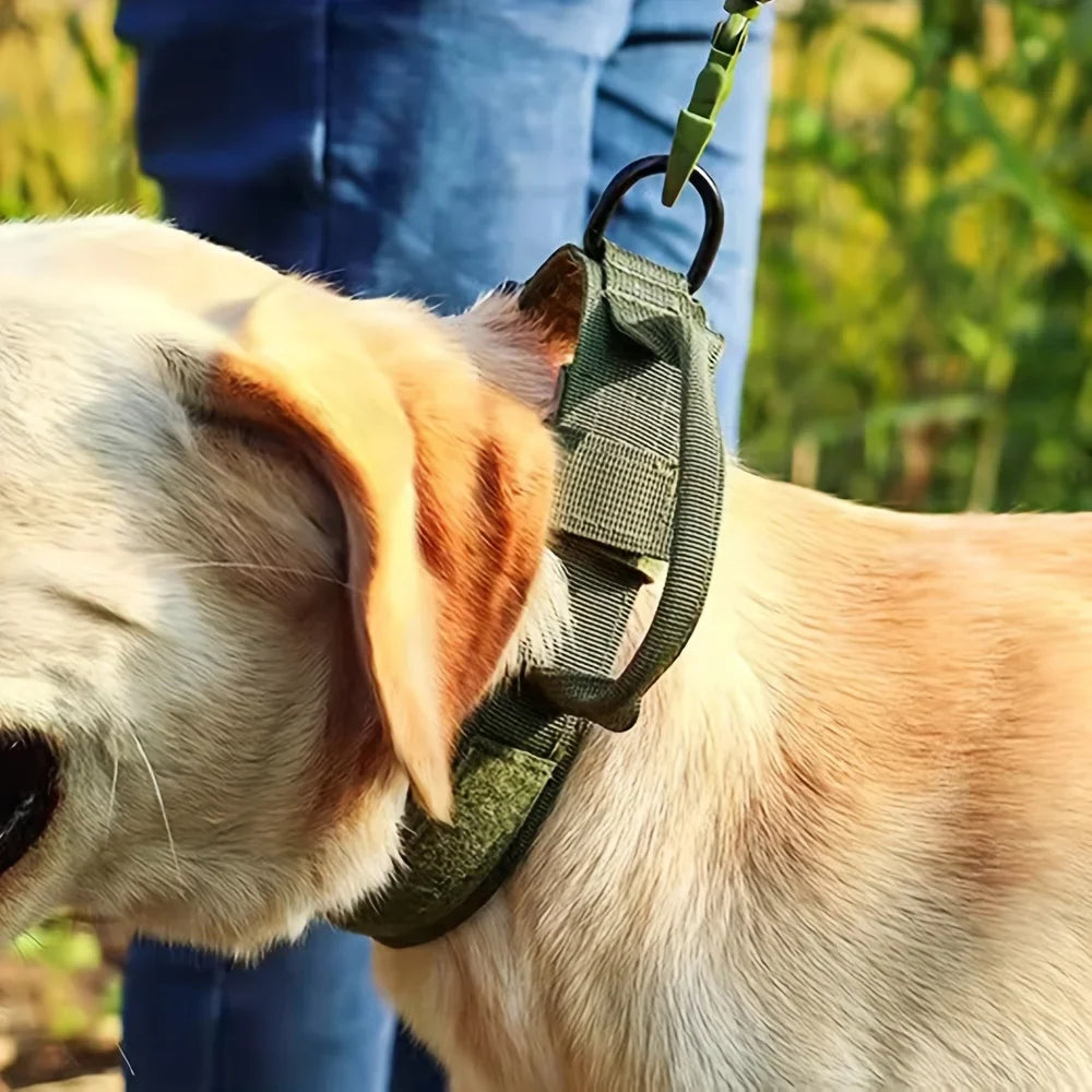 Dog Training Collar