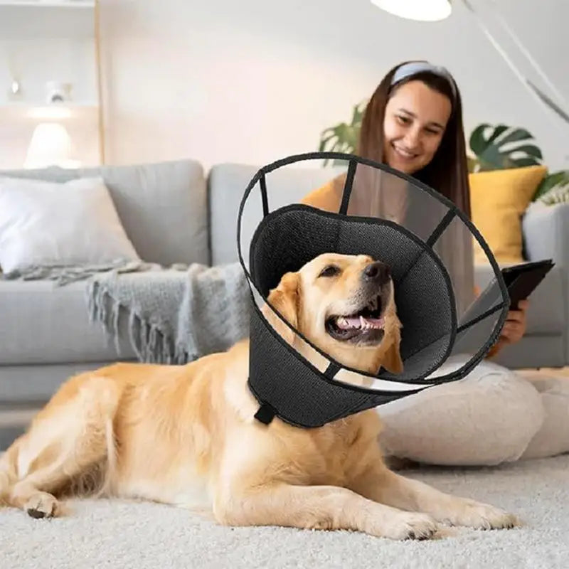 Dog Recovery Cone