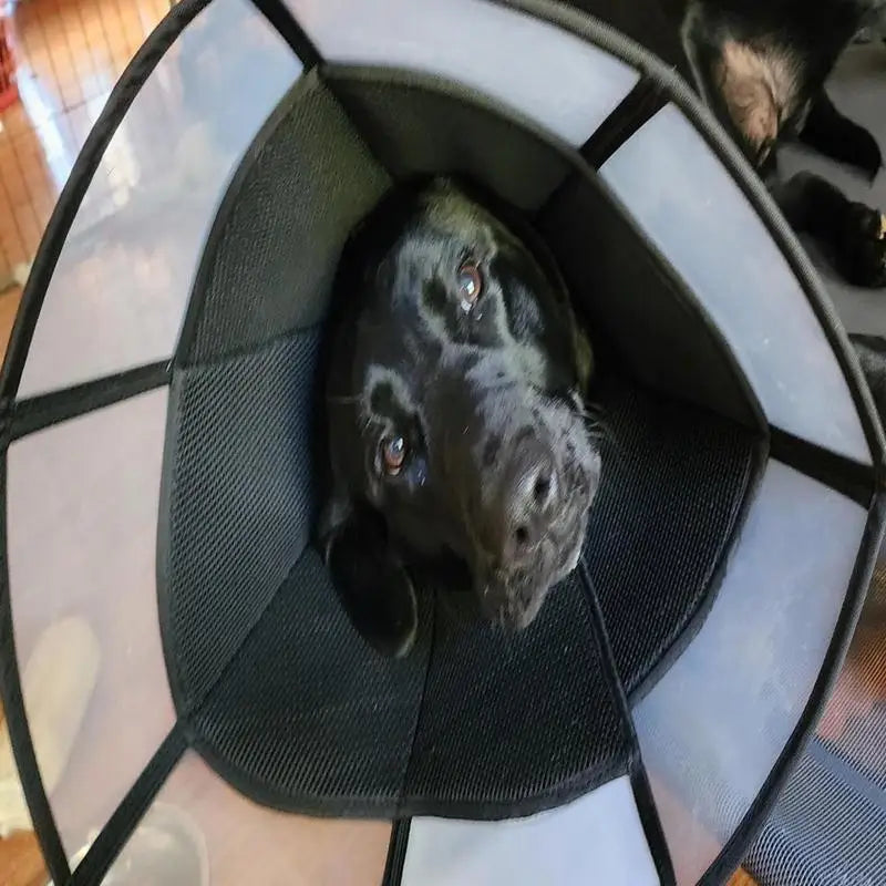 Dog Recovery Cone
