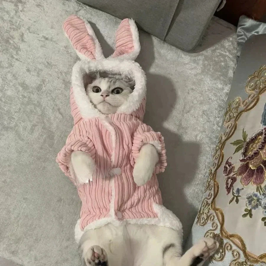 Warm Winter Clothes for Kittens