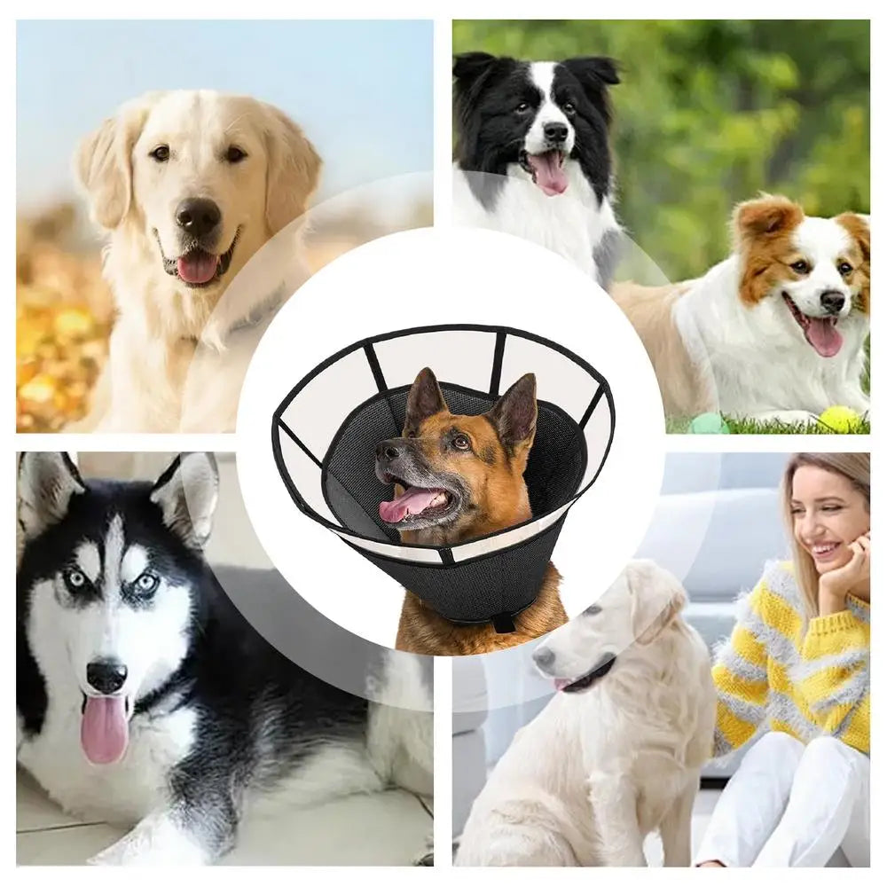 Dog Recovery Cone