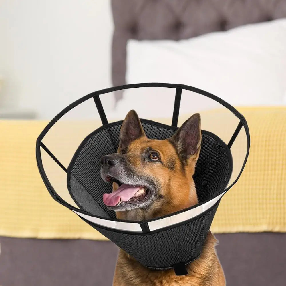 Dog Recovery Cone