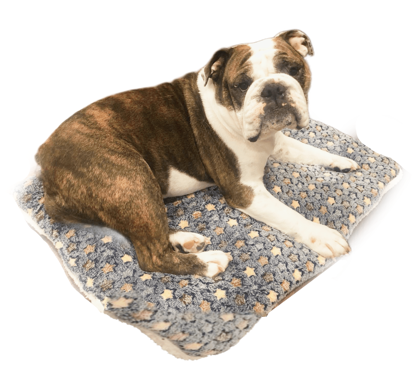 Fami Petcare Cloud Blanket