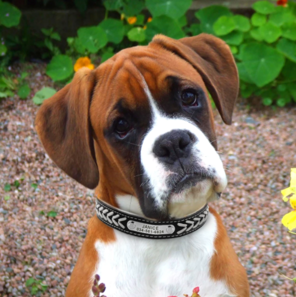 Fami Petcare Personalized Leather Collar
