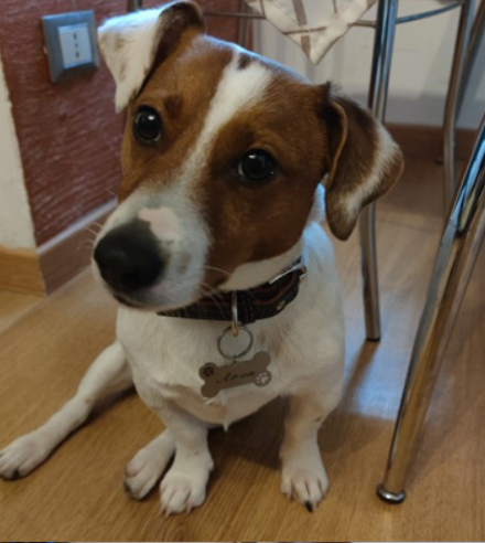Fami Petcare Personalized ID Tag