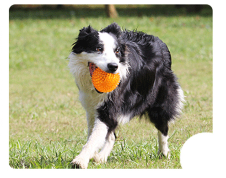 Fami Petcare Spiky Squeaker Ball