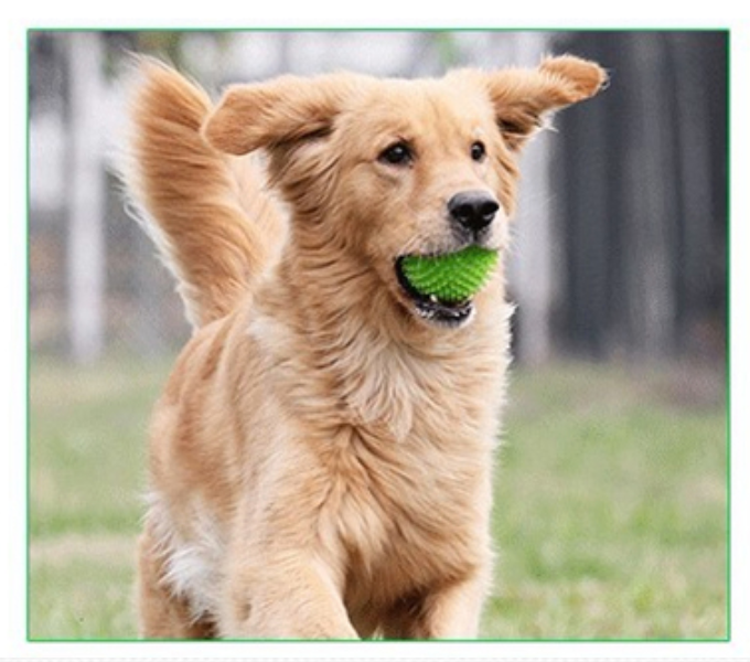 Fami Petcare Spiky Squeaker Ball