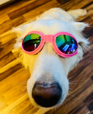 Fami Petcare 100% UV Protection Goggles