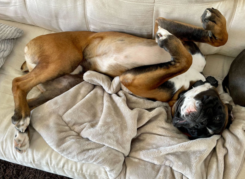 Fami Petcare Luxe Cloud Blanket