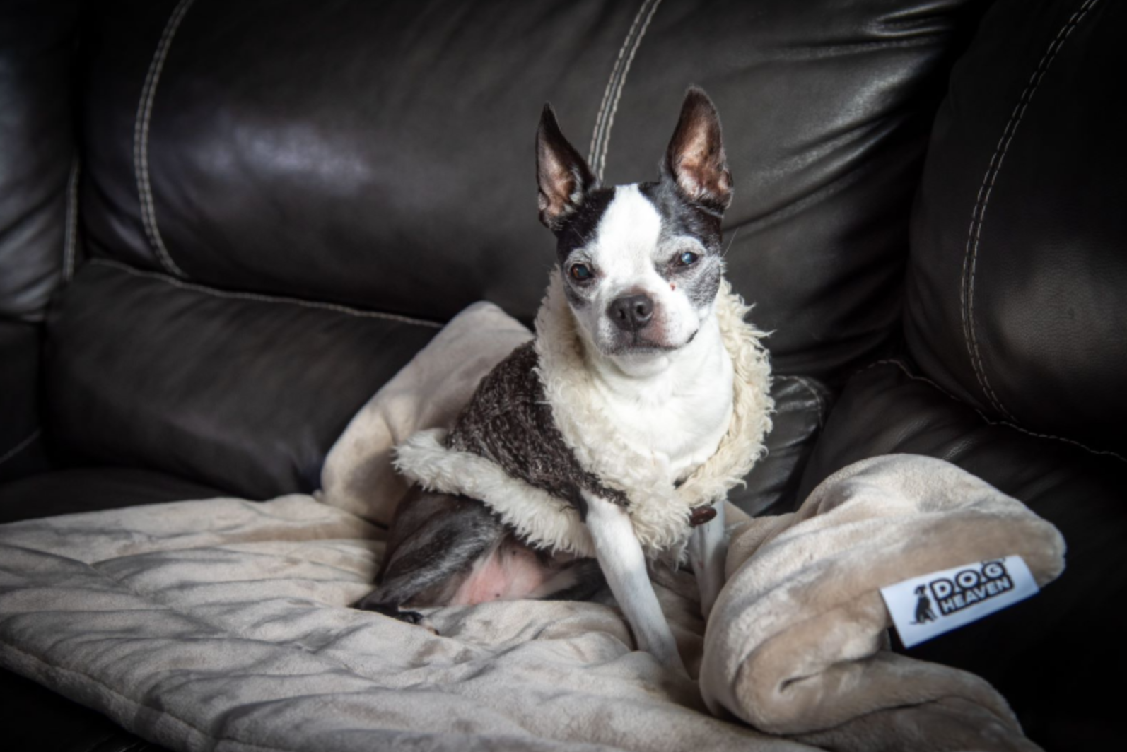 Fami Petcare Luxe Cloud Blanket