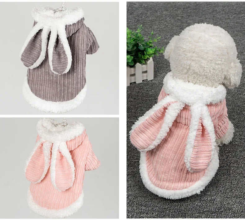 Warm Winter Clothes for Kittens