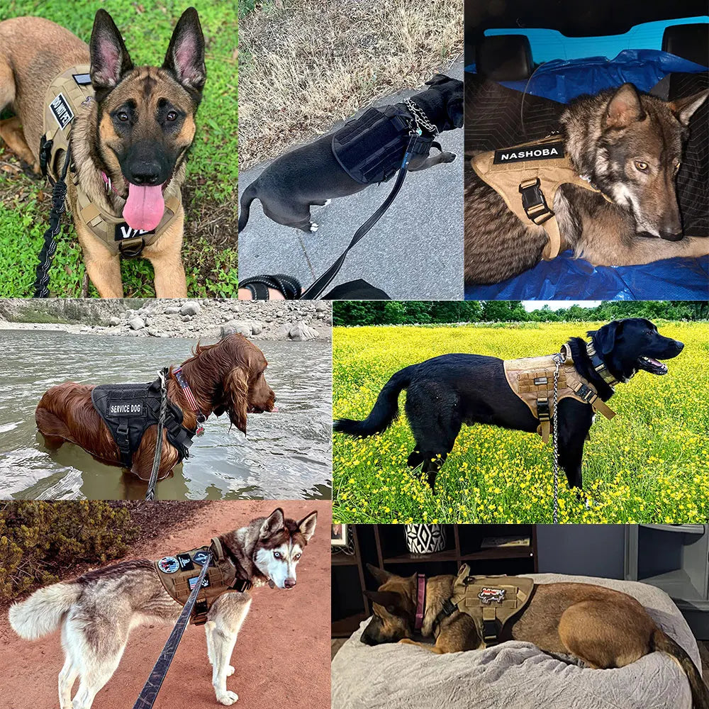 Large Dog Harness and Leash Set