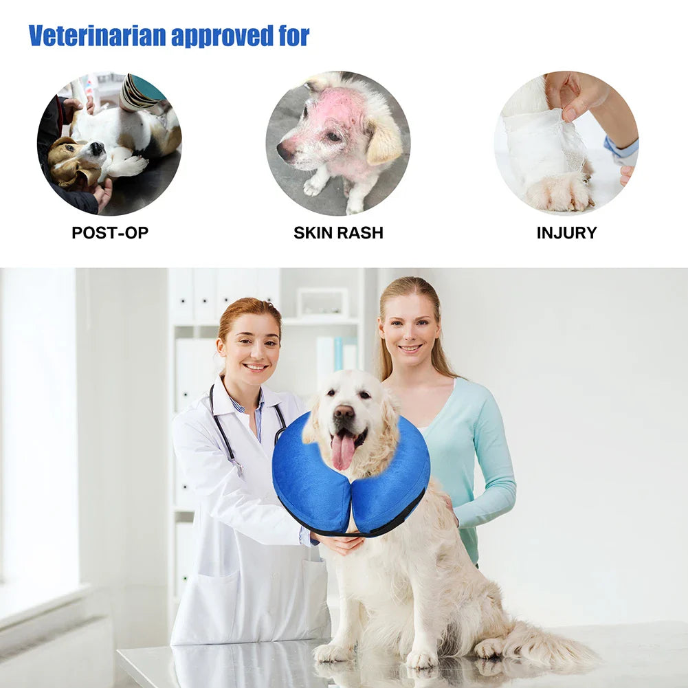 Dog Collar After Surgery