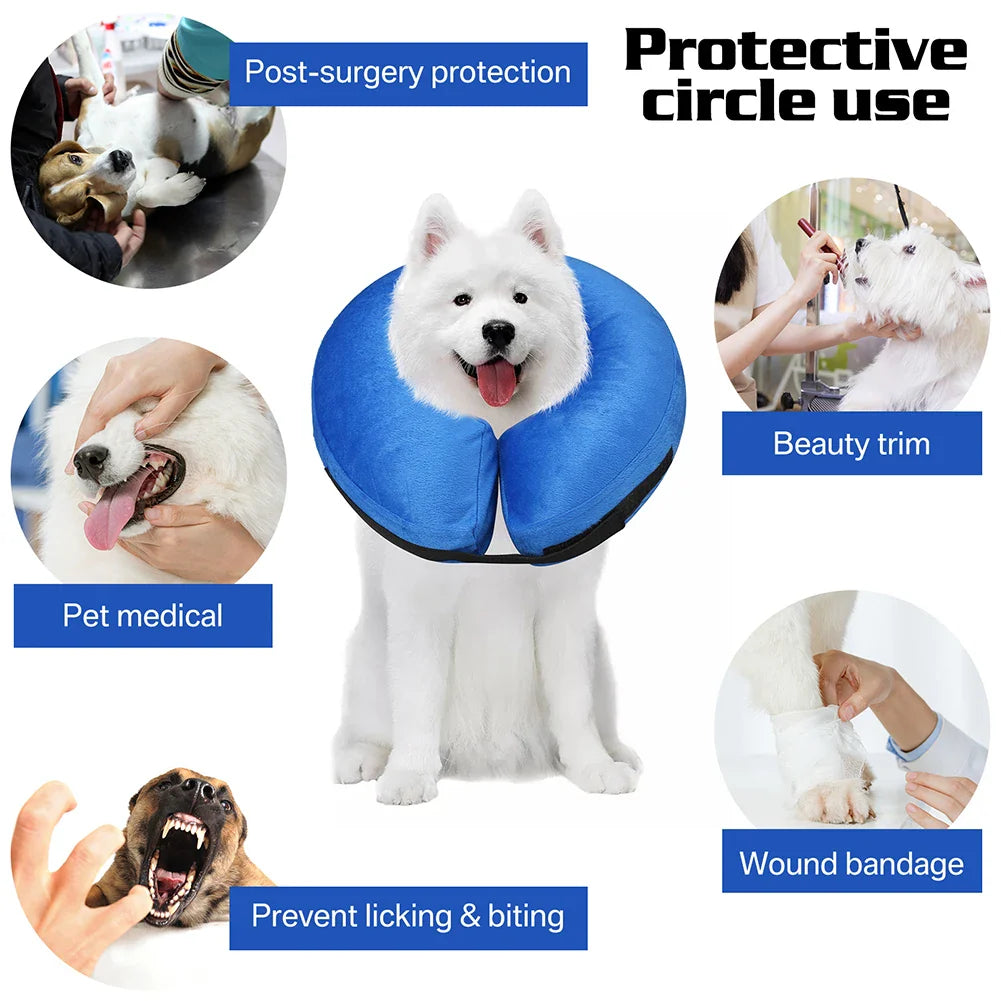 Dog Collar After Surgery