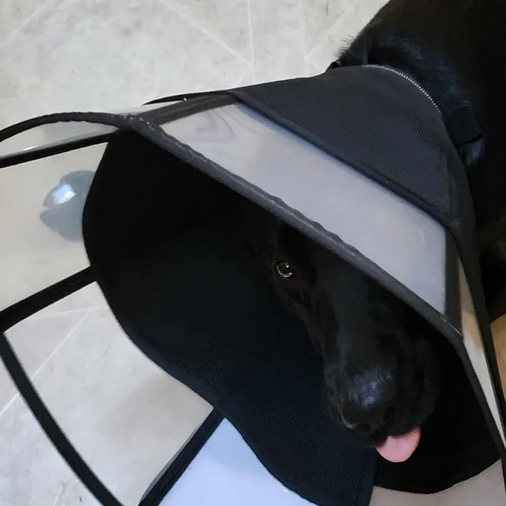 Dog Recovery Cone