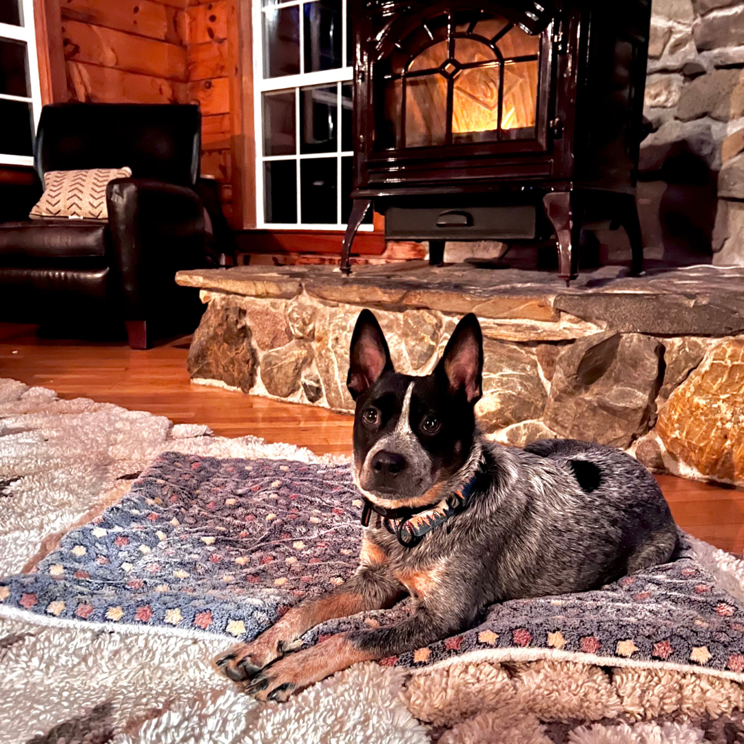 Fami Petcare Cloud Blanket