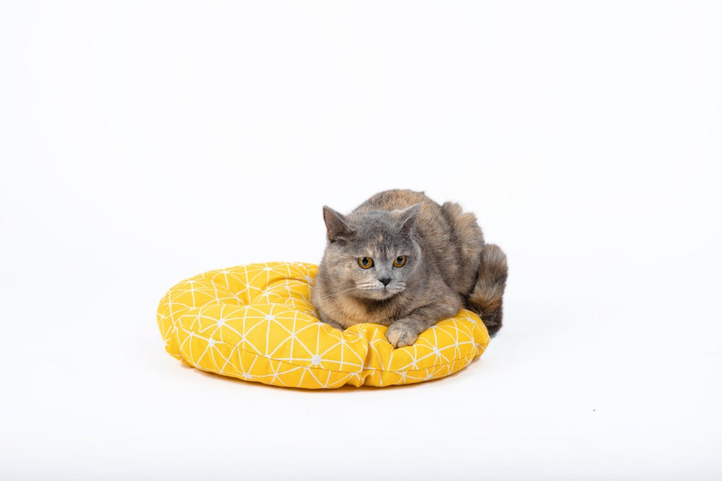Hanging Cat Bed | Woven Round Pet Basket