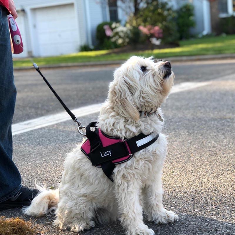 Reflective No-Pull Dog Harness